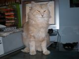 Il Nutty