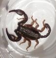 e lo scorpioncino ce l'ho anche i casa..!