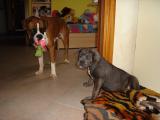 I miei 2 cucciolotti :Zeus & Zelda   :-)
