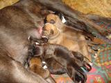 Ecco a voi  i nuovi arrivati,ben 9 cuccioli