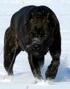 L'avatar di mastiff